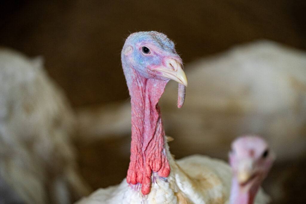 Thanksgiving turkey with a red face and neck standing with other white feathered turkeys in brown dirt.