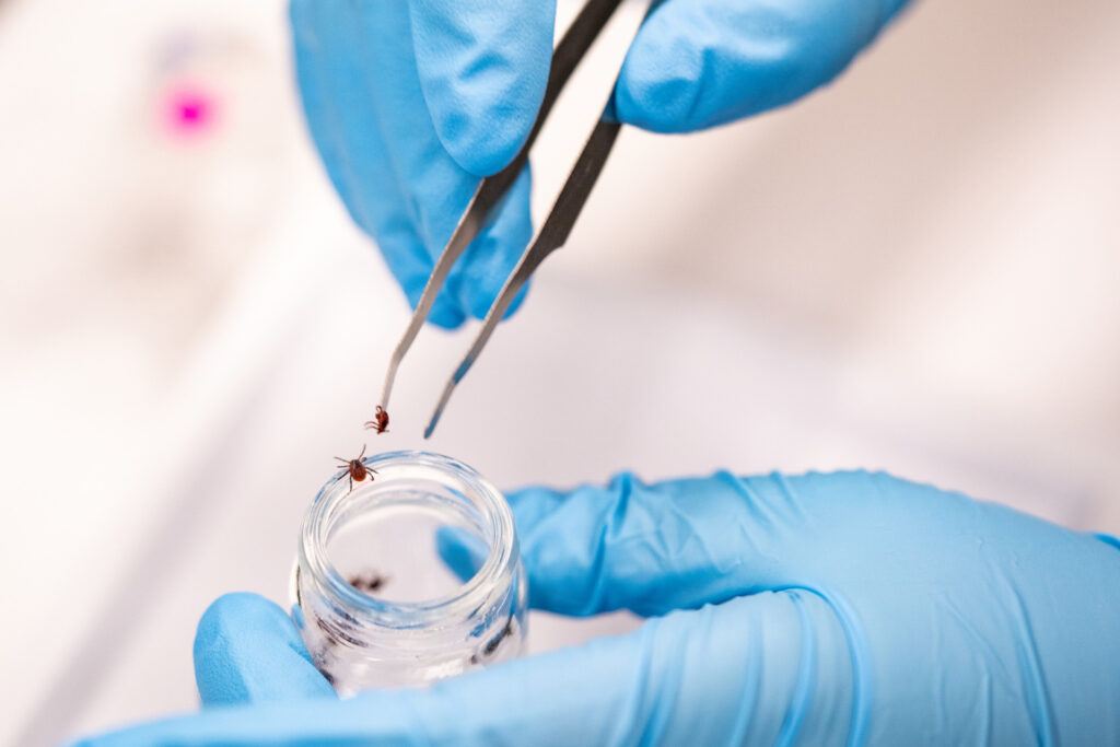 A pair of hands wearing rubber gloves uses a pair of tweezers to put brown dog ticks in a glass container