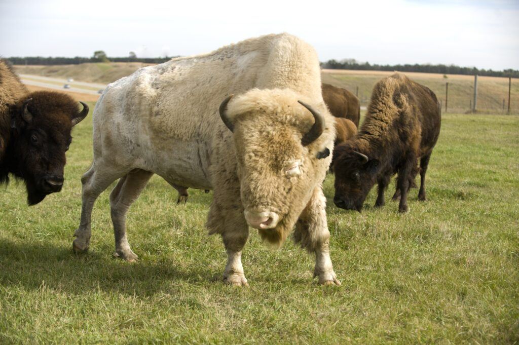 A photo of an albino bison standing in a pasture with other bison.