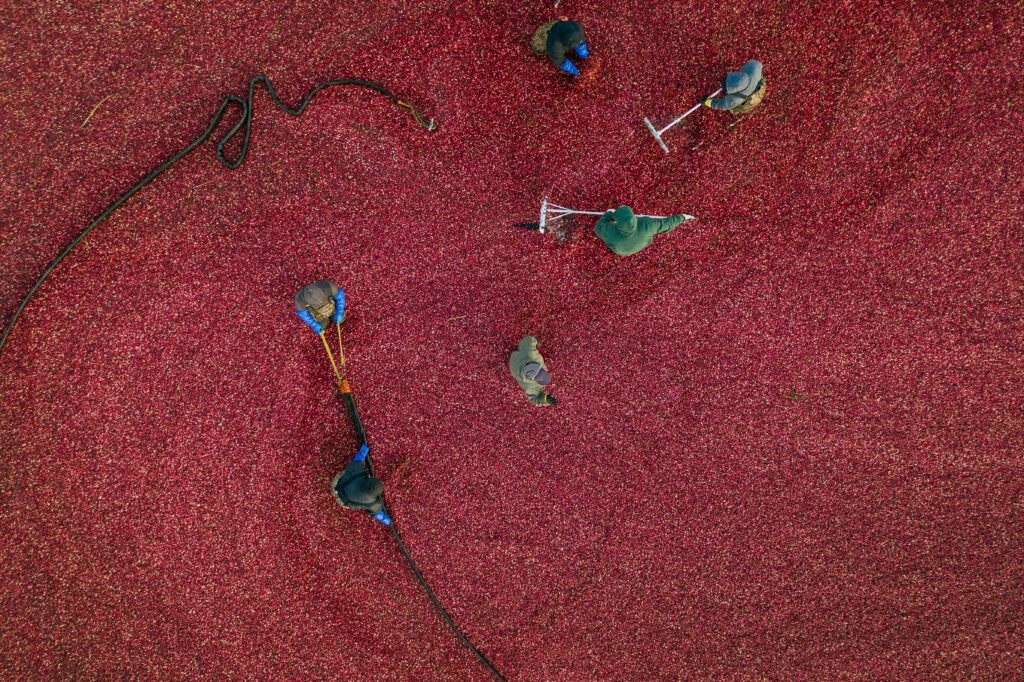 overhead view of workers standing in a cranberry bog