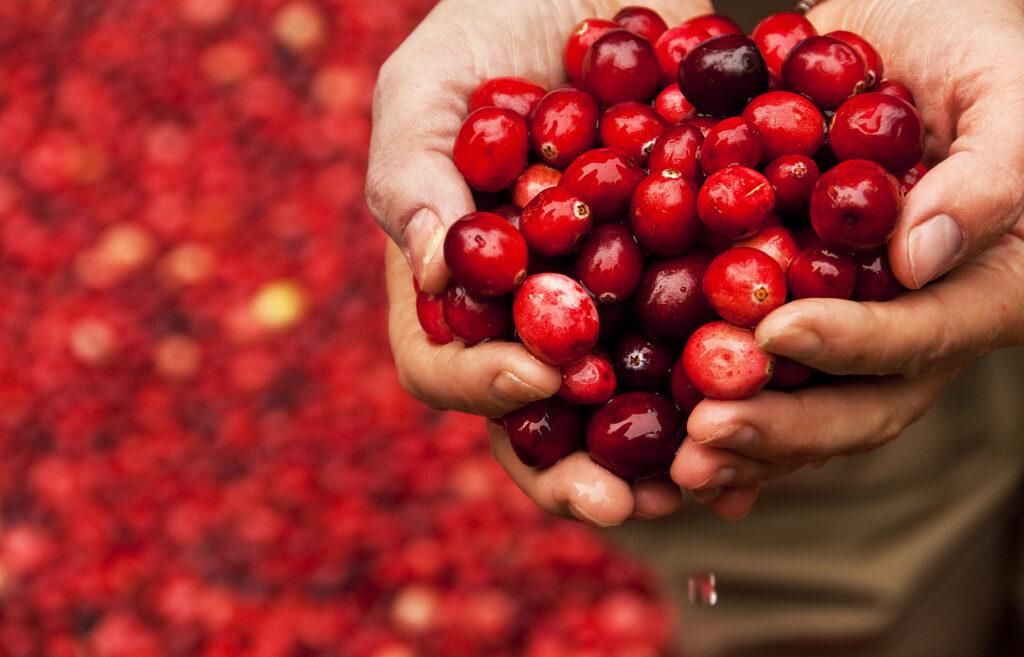 Close up of a bog worker holding cranberries in their hands