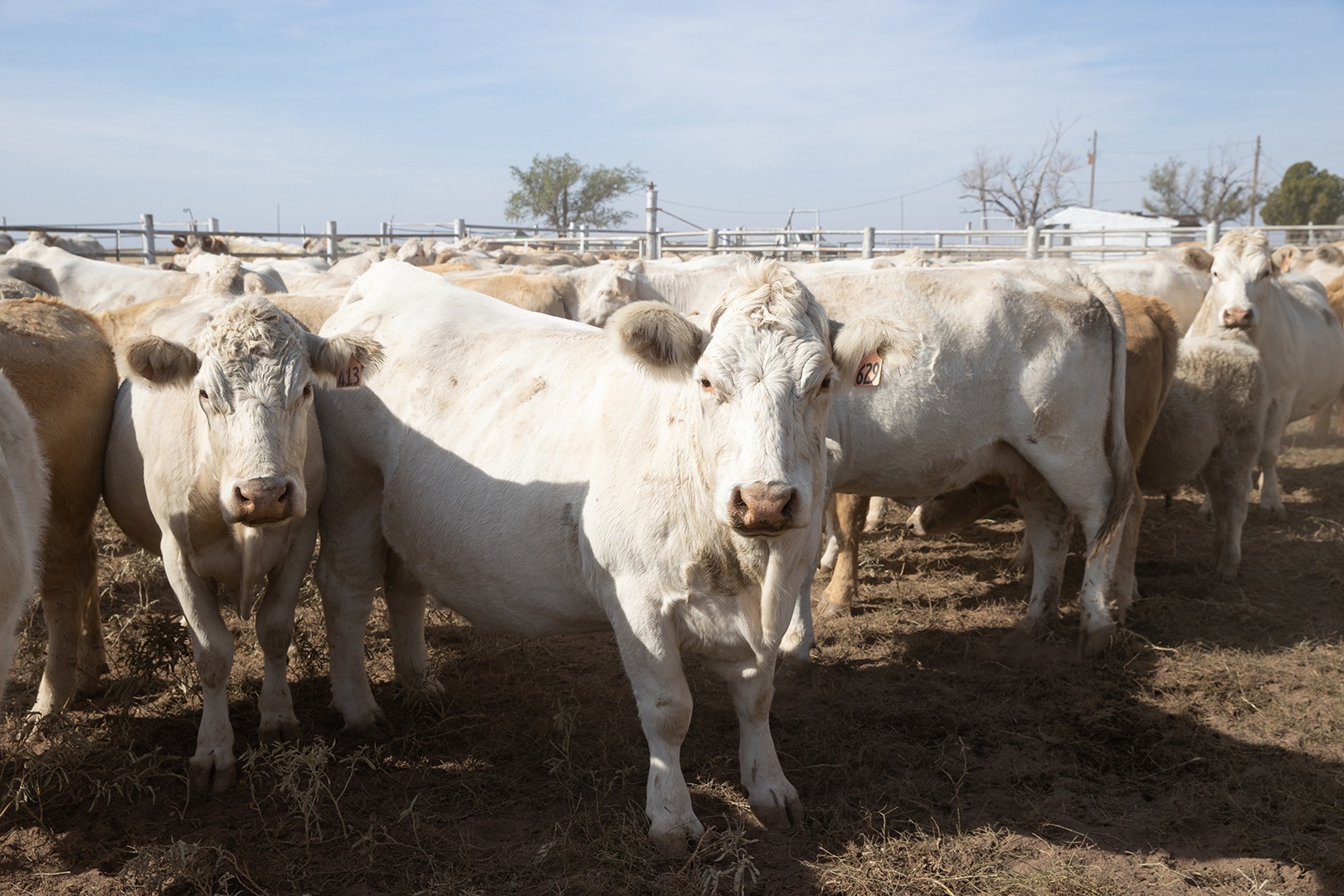 a group of cows in a pasture