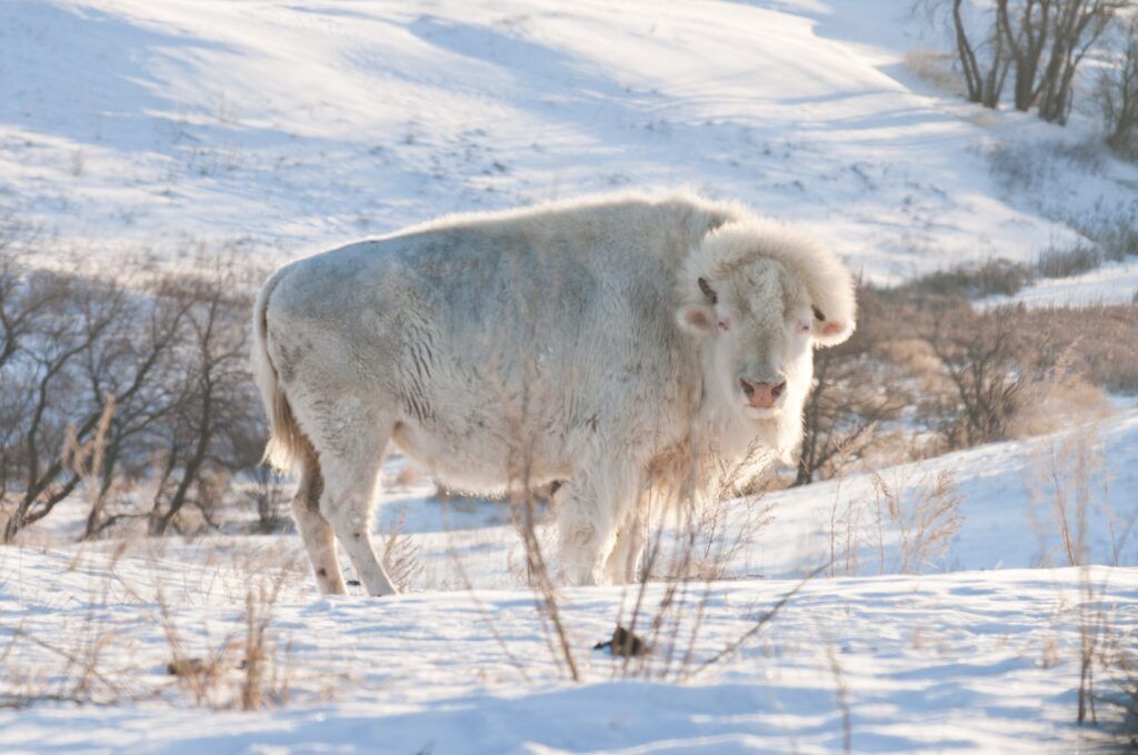 A photo of an albino bison standing in hills covered with snow.