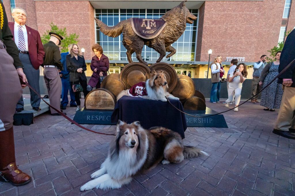 a photo of two collies in Texas A&M blankets sitting in front of a large bronze statue of the same