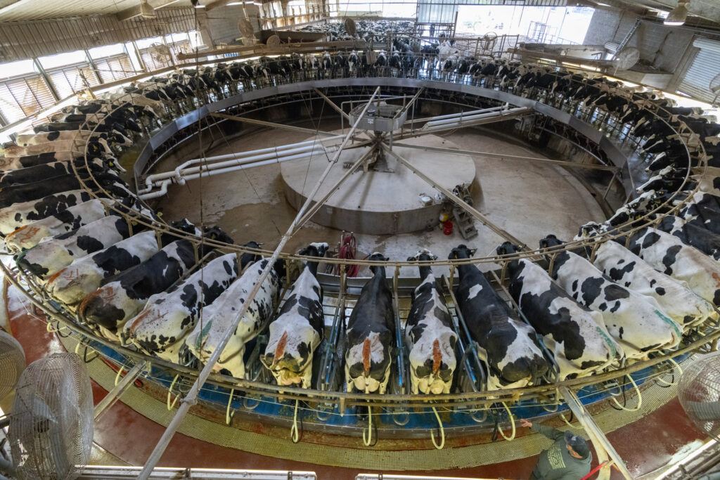 Overhead view of dozens of cows standing in a circle at a milking machine