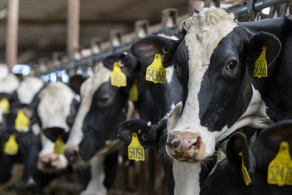 Close up of several black and white dairy cows with yellow tags hanging from their ears