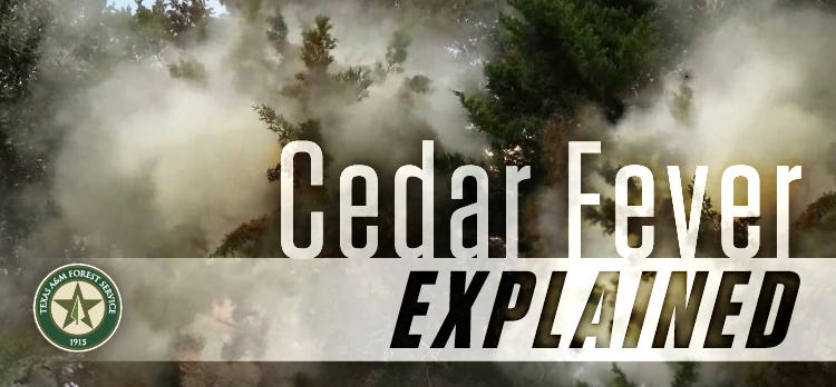 Cedar Fever Explained written across a picture of trees with white dust/pollen coming off of them and a Texas A&M Forest Service logo in the corner