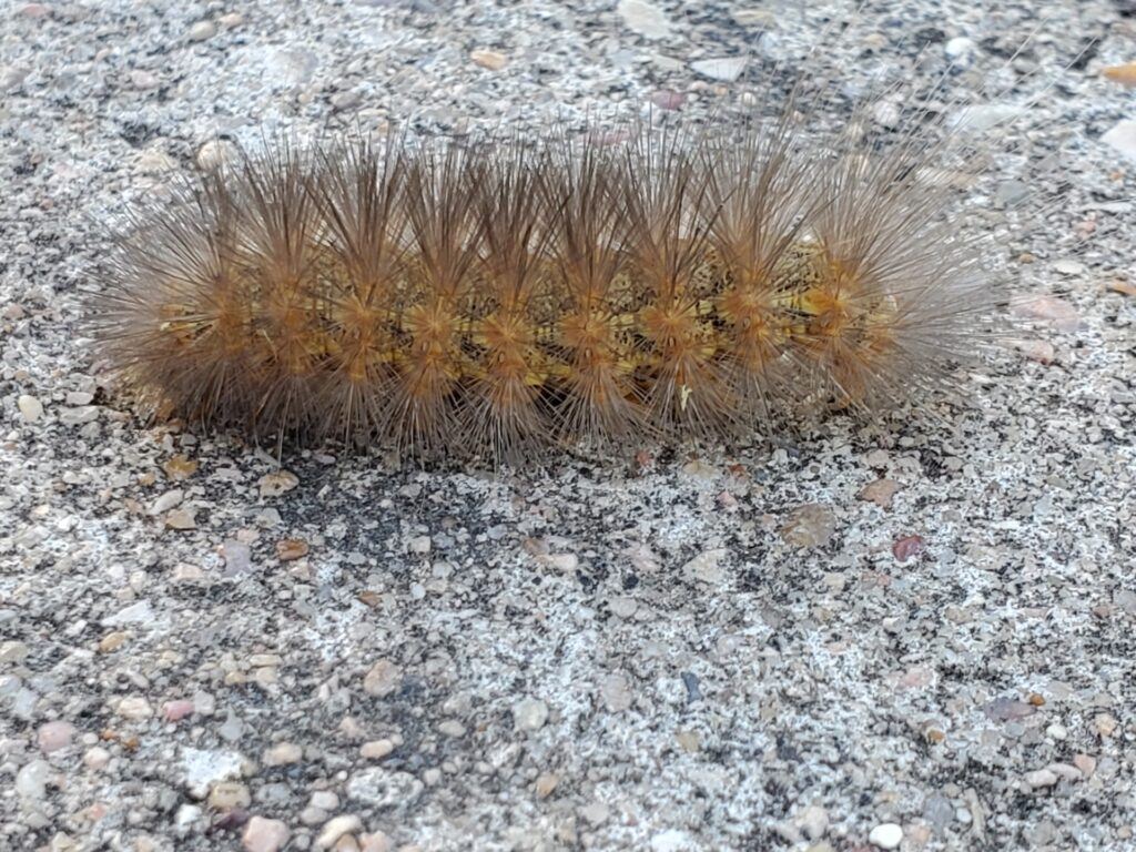 A hairy brown and yellow caterpillar crawls along a concrete surface.