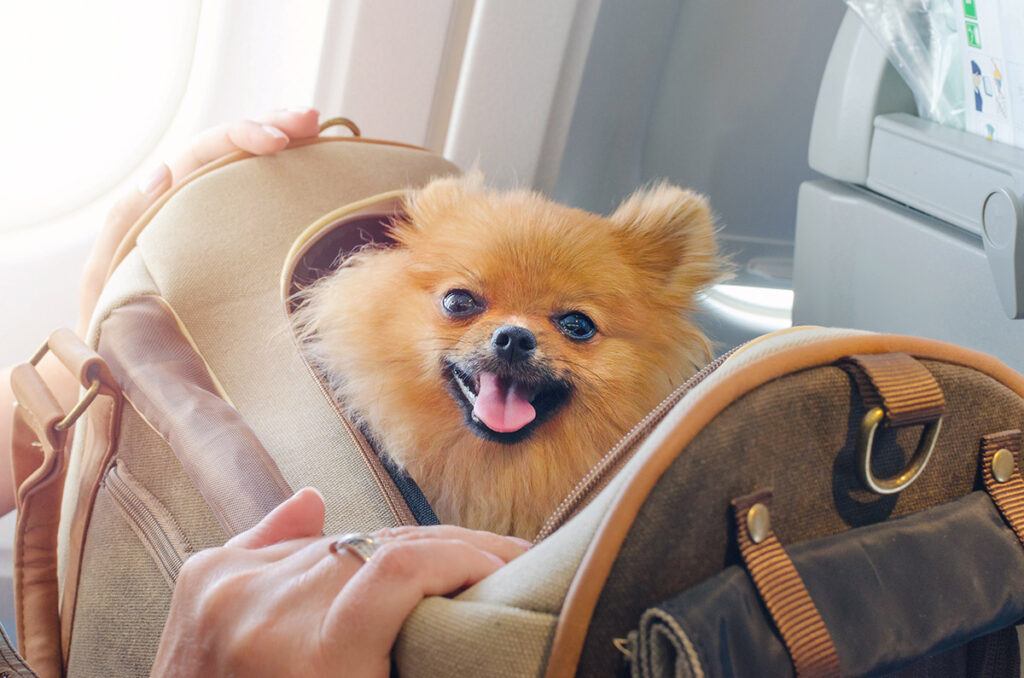 a dog in a travel carrier on a plane