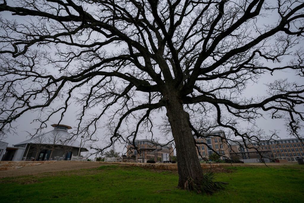 A tree in winter with bare branches. It has a full canopy of branches with no other trees nearby. Resolutions to research water-saving methods can help maximize every drop of water.