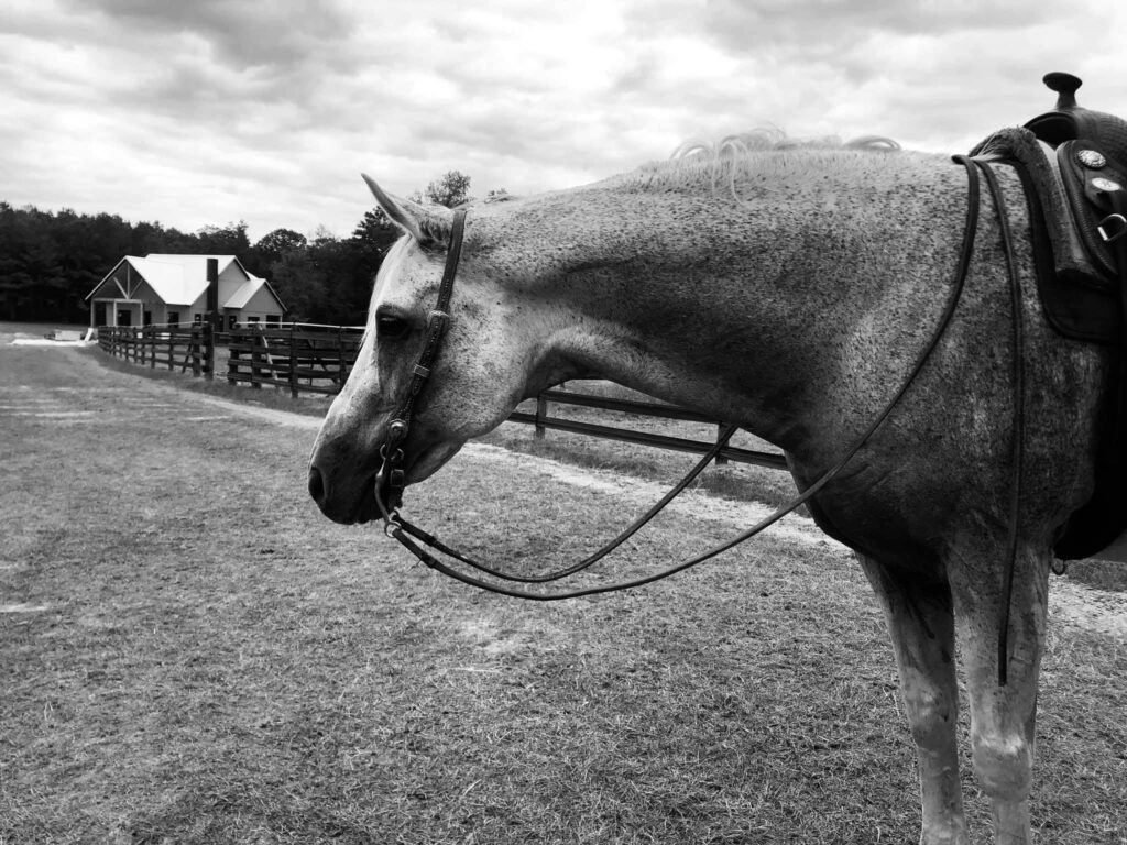 A black and white photo of a horse standing in a pasture with reins and a saddle with a building in the background.