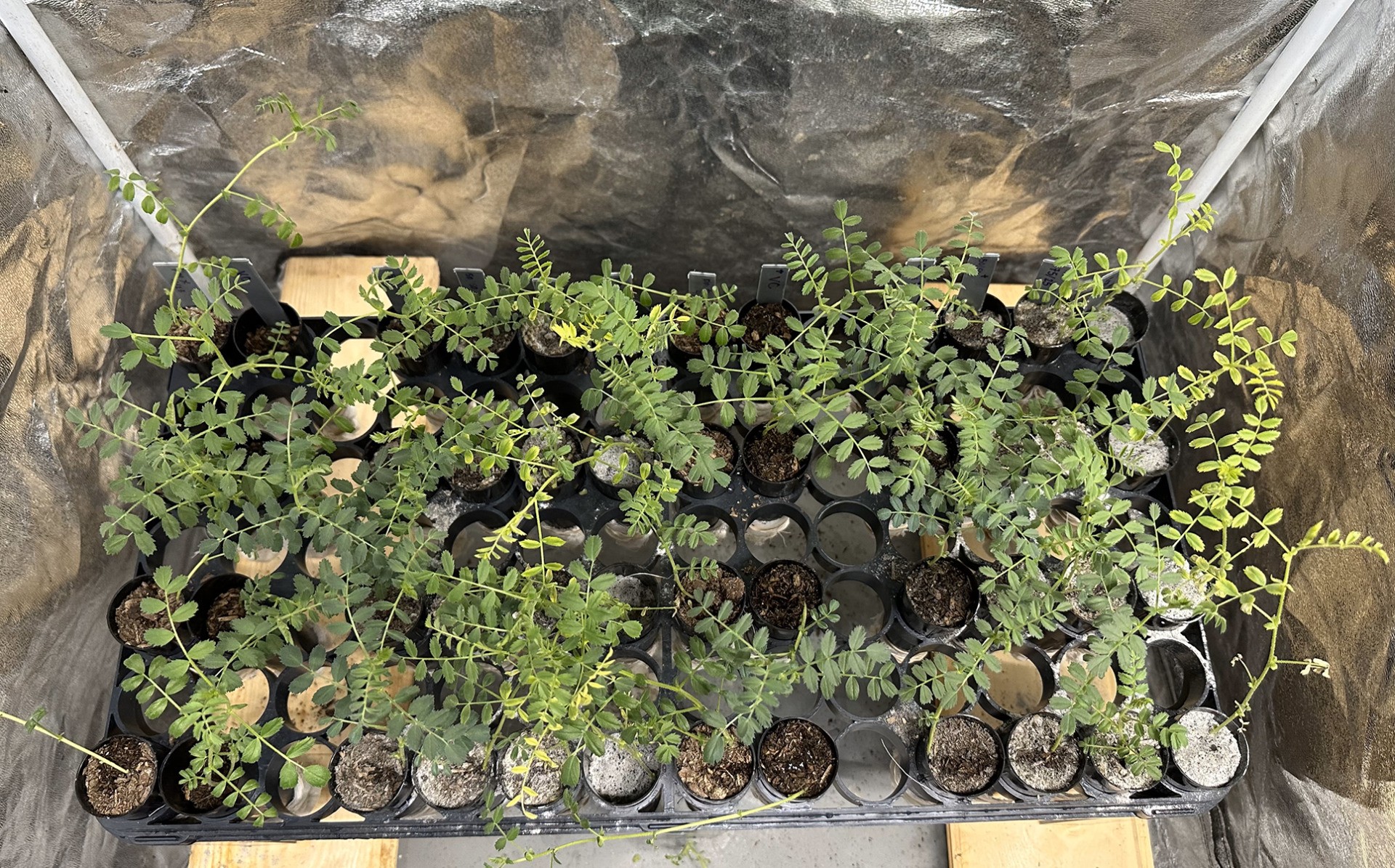 small green plants are viewed from above in a plastic tent. The different chickpea plants vary in color determined by the moondust they are growing in.