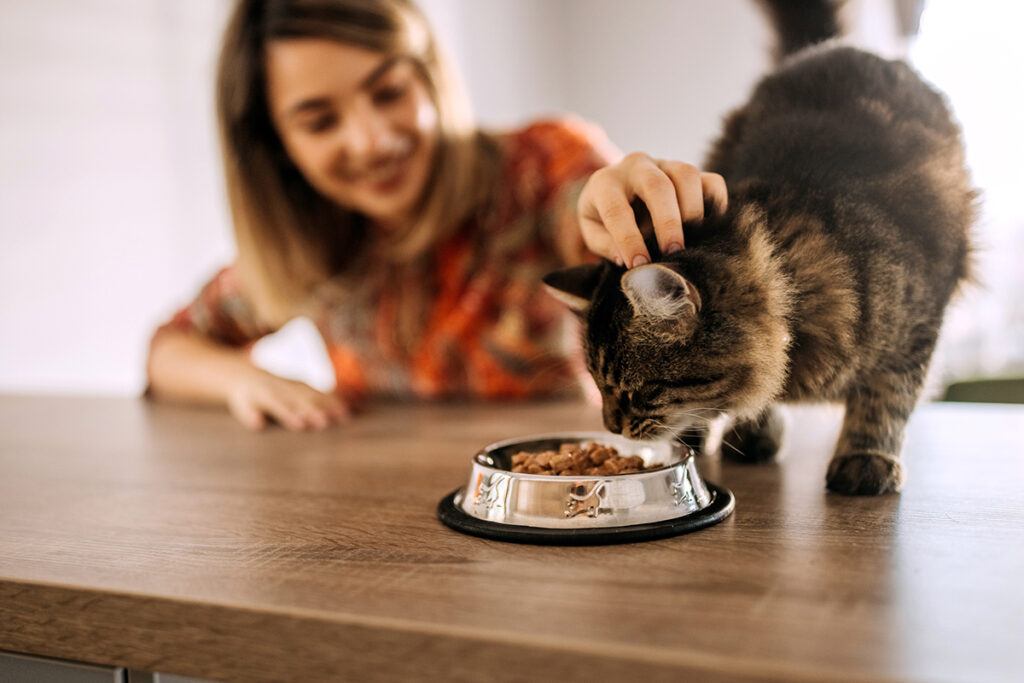 a cat eating dry food while the owner pets it