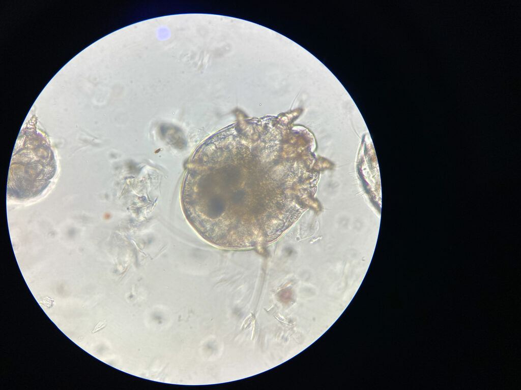 Notoedres cati under the microscope, one of the most common causes of contagious feline mange.