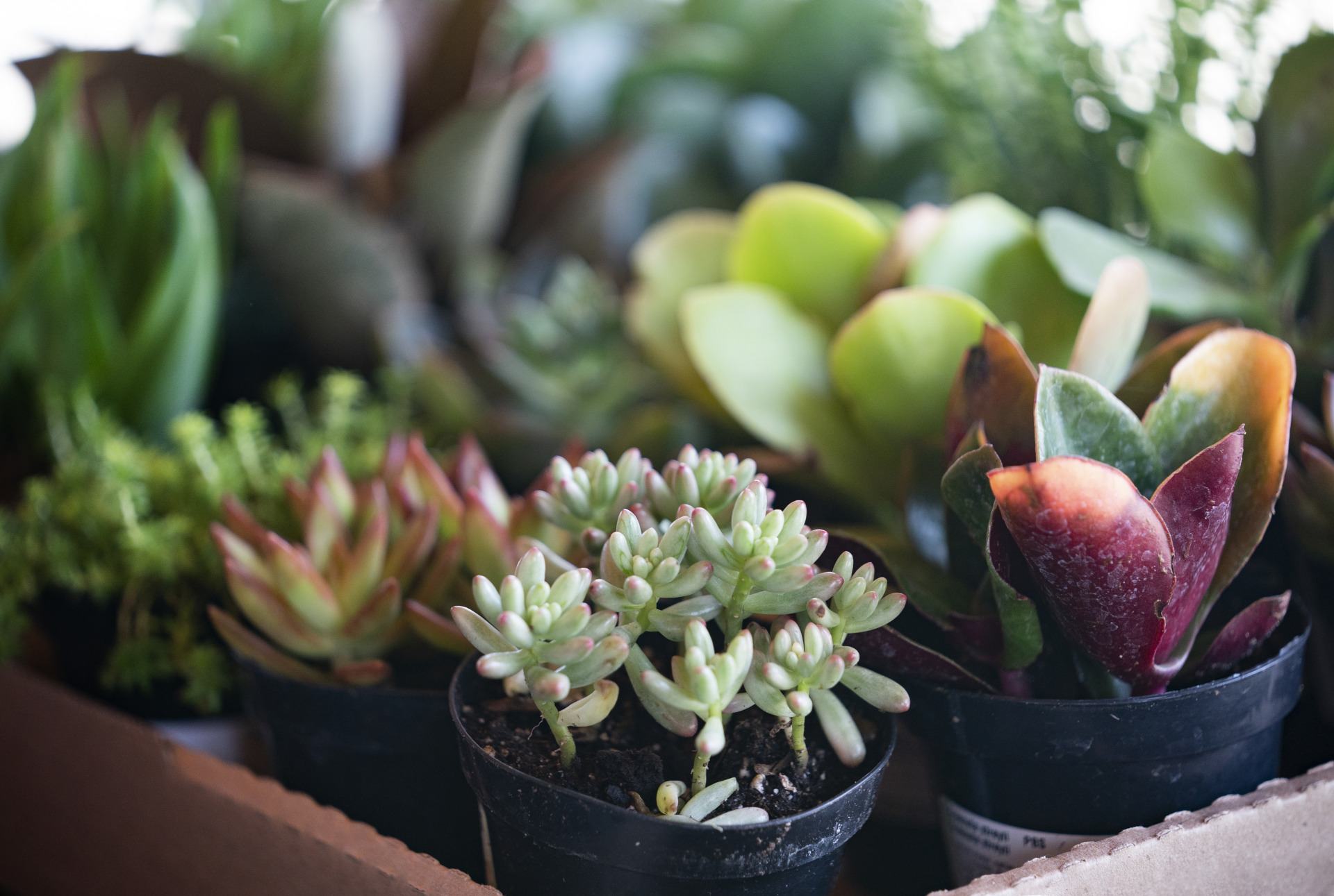 A tray of small potted succulents