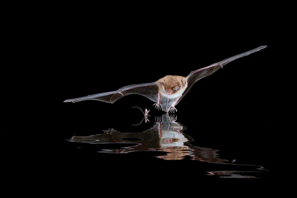 Daubentons Bat (Myotis daubentonii) hunting over open water. Catching insects from the water surface.