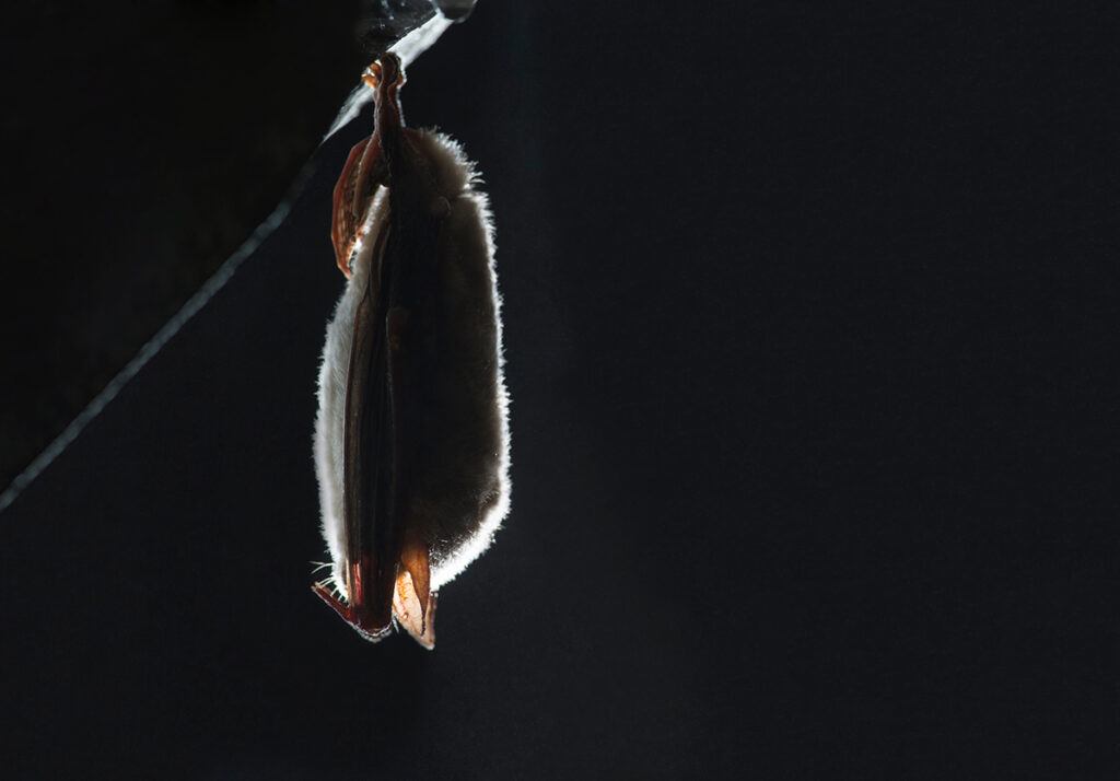 mytosis bat hangs upside down