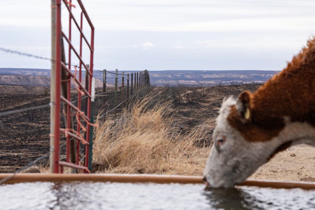 A cattle sips water from a tank with burned fields visible in the distance.