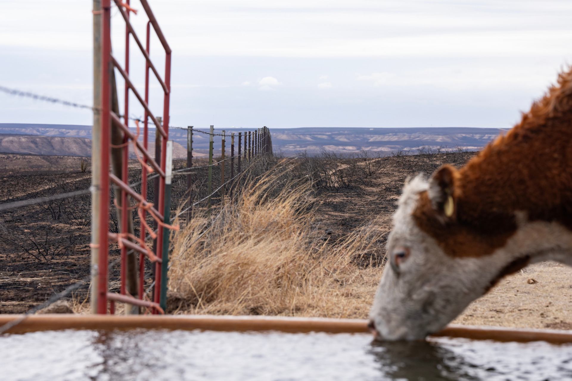 A cattle sips water from a tank with burned fields visible in the distance.