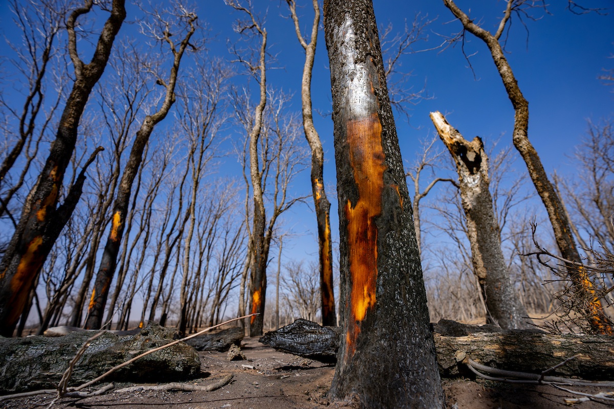 Burned trees following the Smokehouse Creek fire.