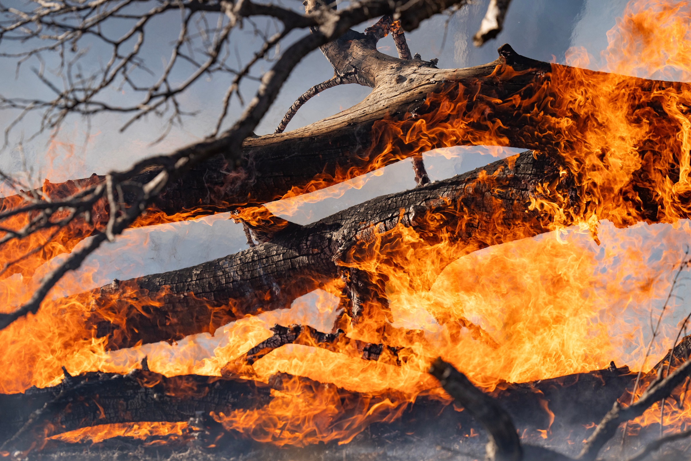 a photo of a fallen tree engulfed in flames