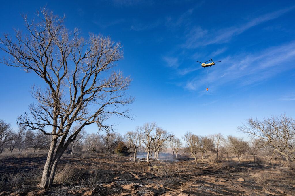 A field and trees damaged by fire