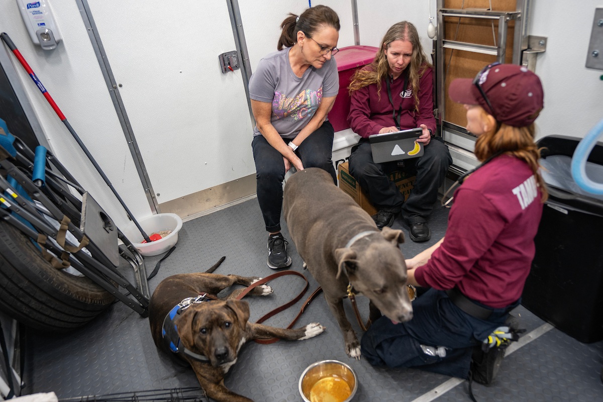 Three veterinarians in a room treating two dogs