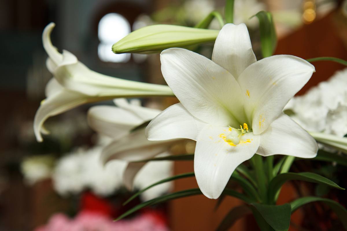 Easter lilies