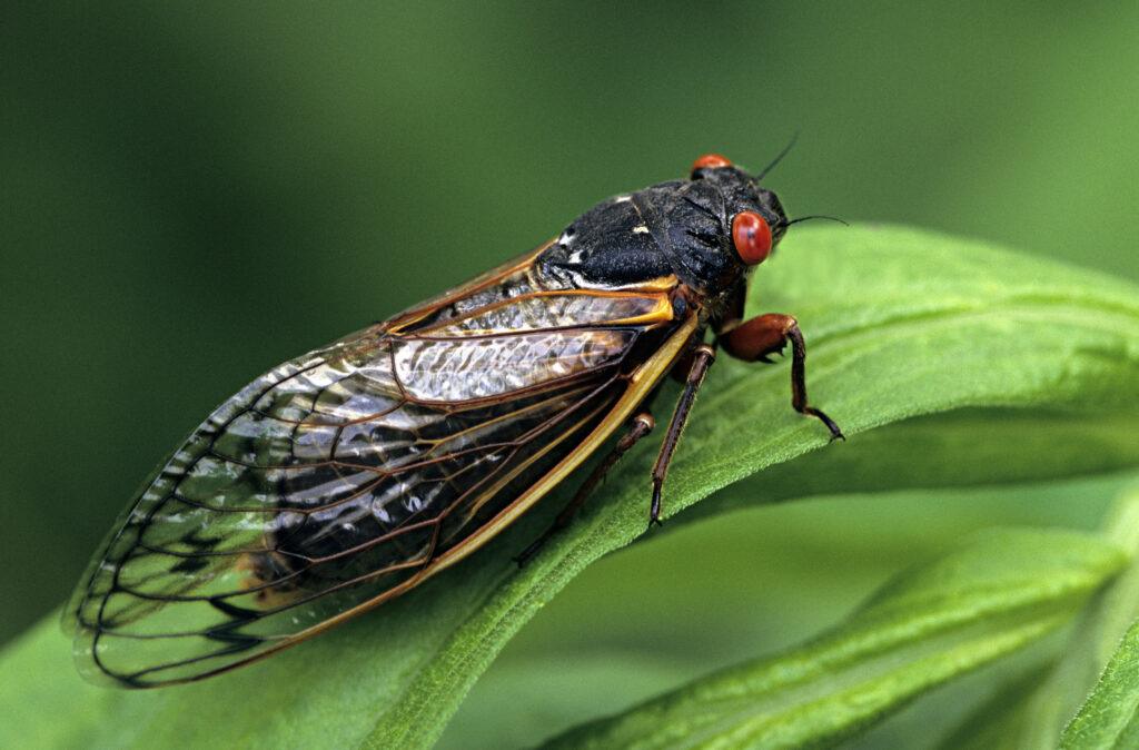 a photo of a black cicada with red eyes and transparent wings perched on a leaf