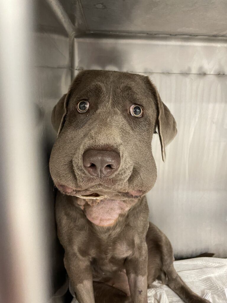A photo of a dog in a kennel with severe facial swelling.