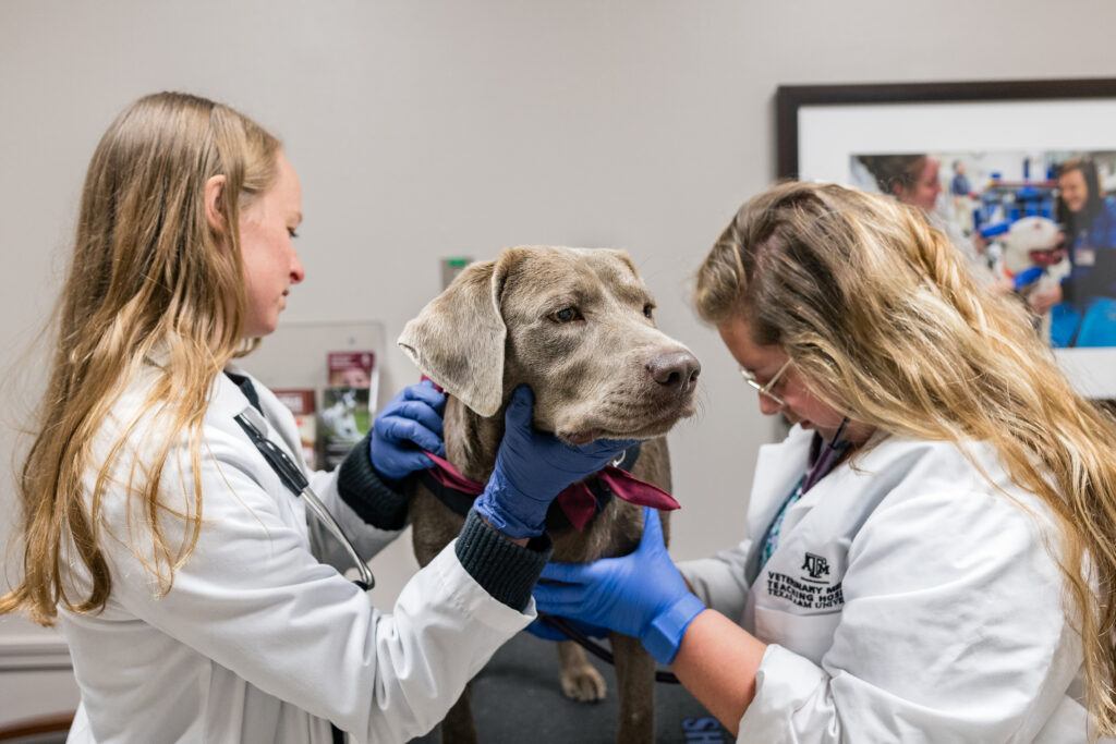 A photo of a silver Labrador retriever being checked by staff members at a veterinary hospital.