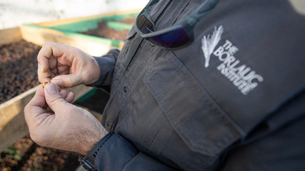 A photo of a man's hands holding a coffee bean.