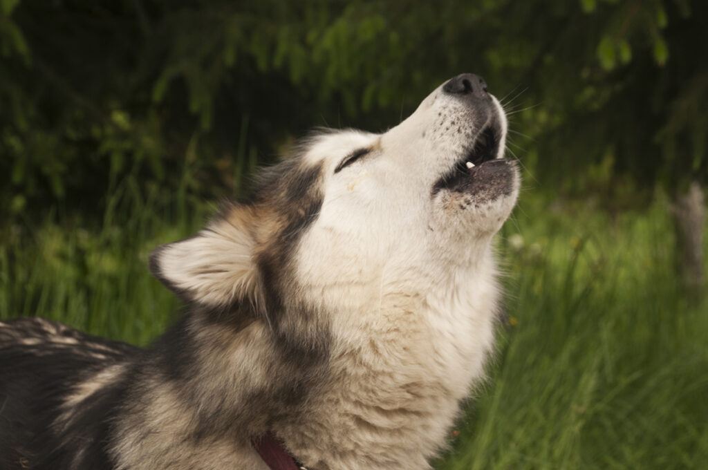 a dog howling