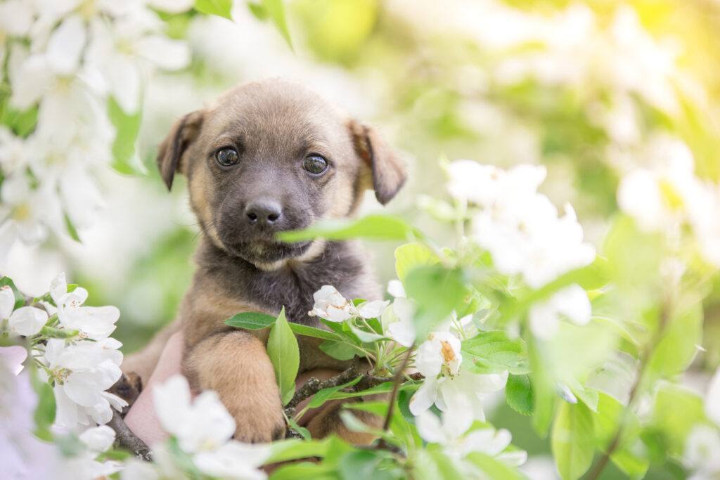 a puppy surrounded by white flowers