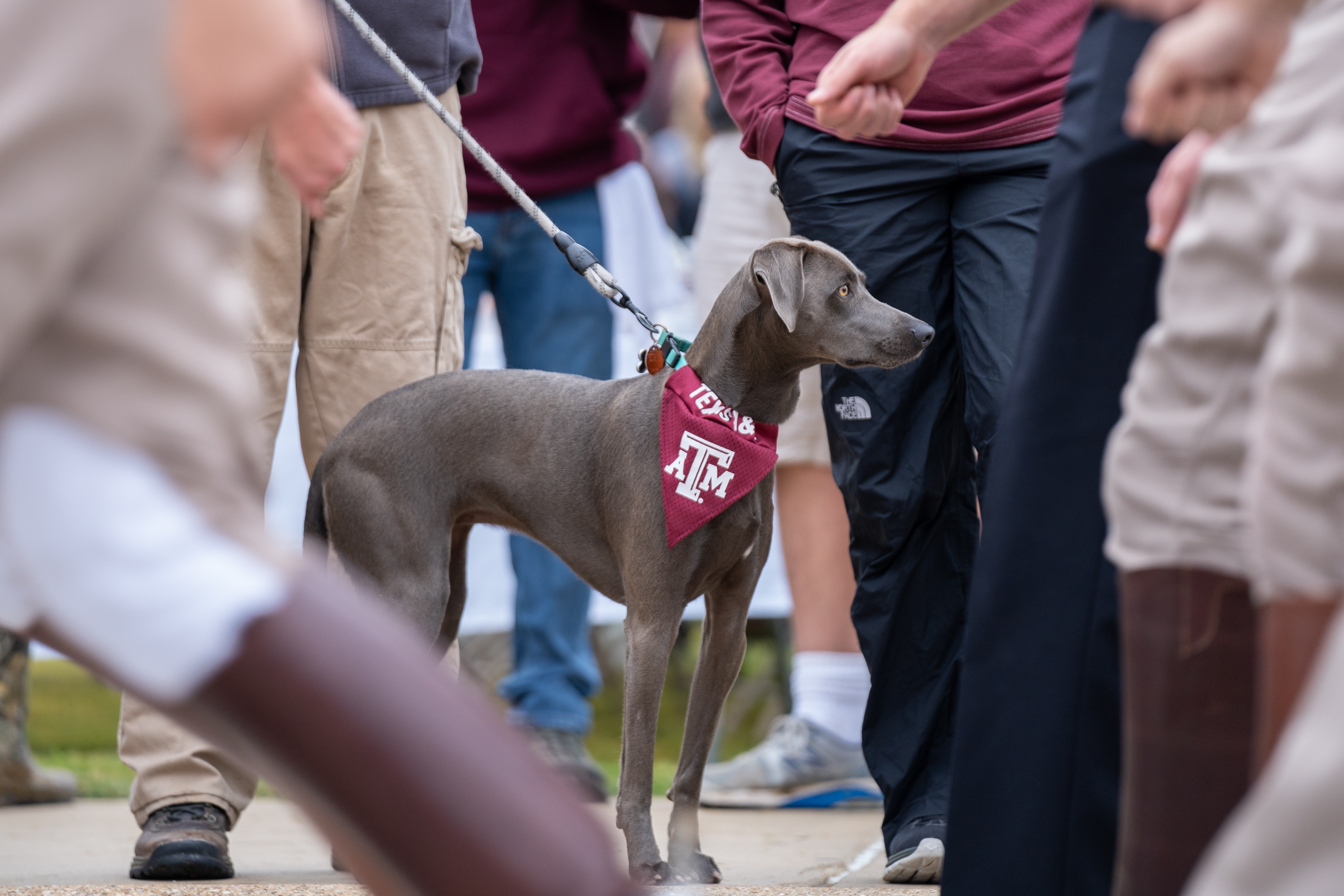 A dog on the Texas A&M campus during events prior to a home football game at Kyle Field.