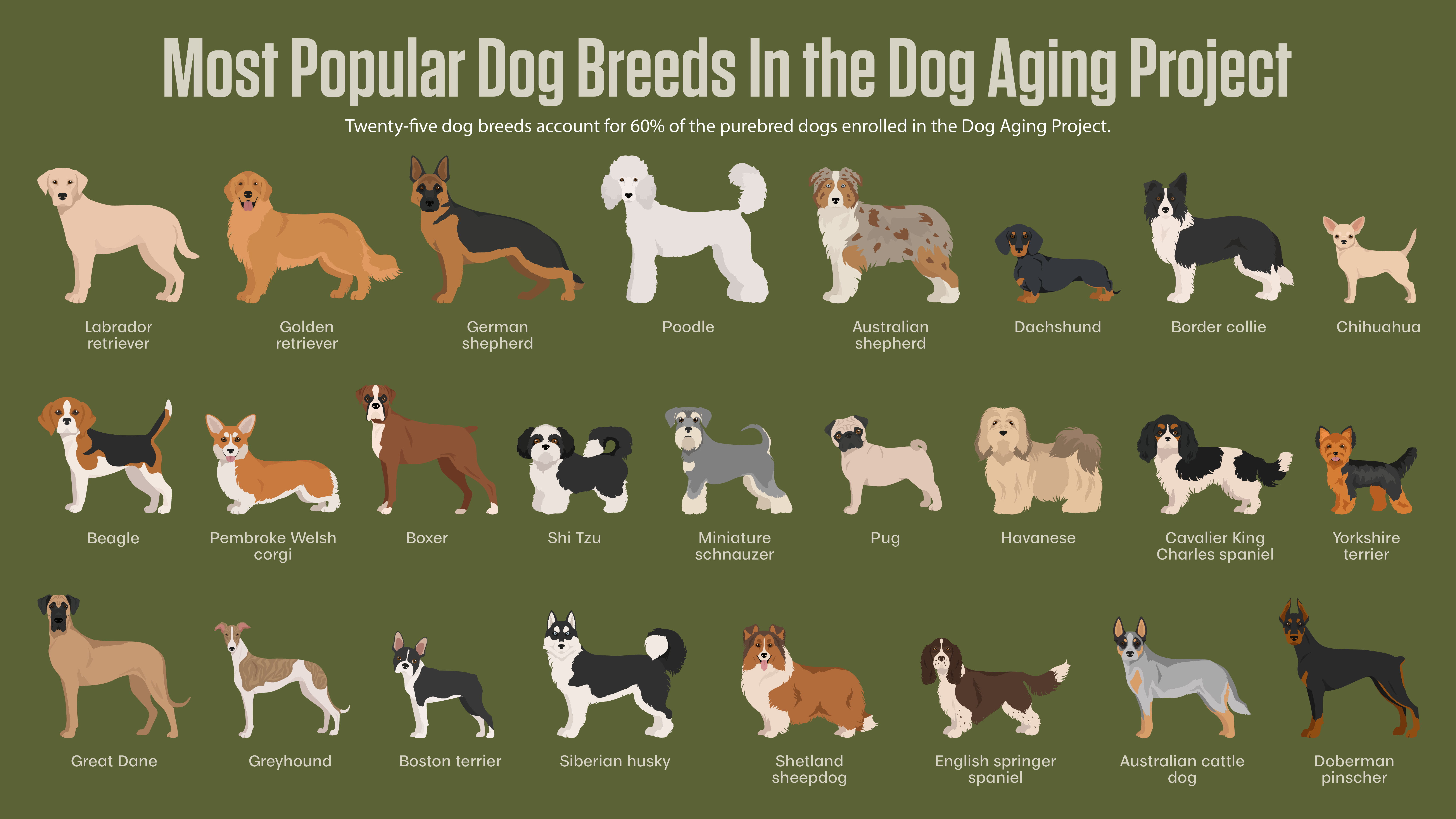 A graphic showing the most popular purebred dog breeds in the Dog Aging Project.