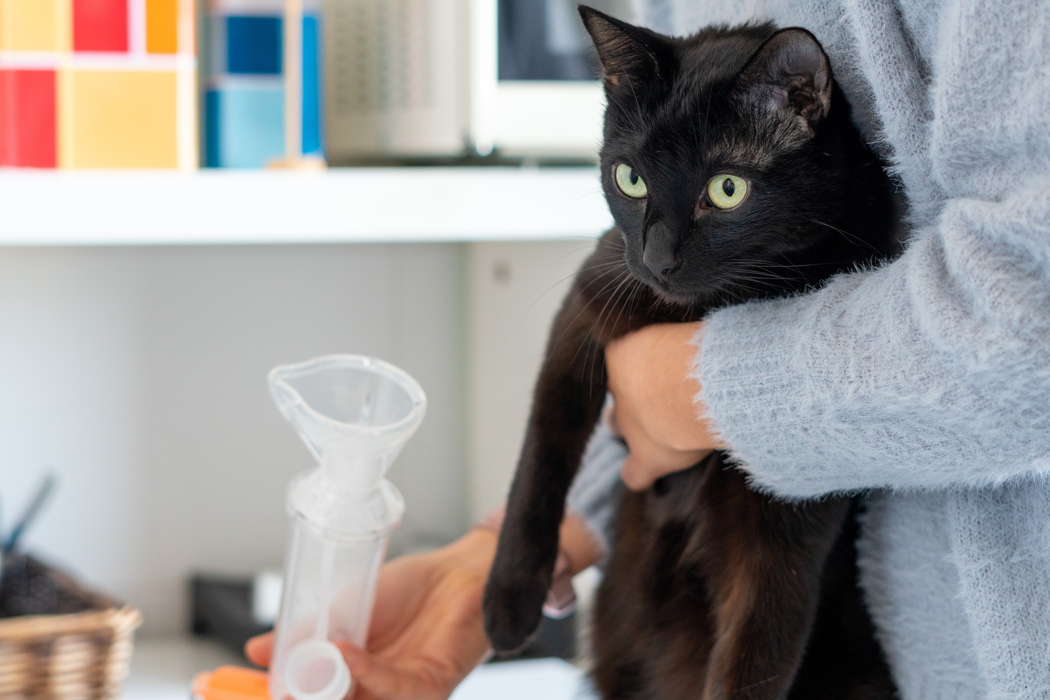 an owner holding a cat and an inhaler