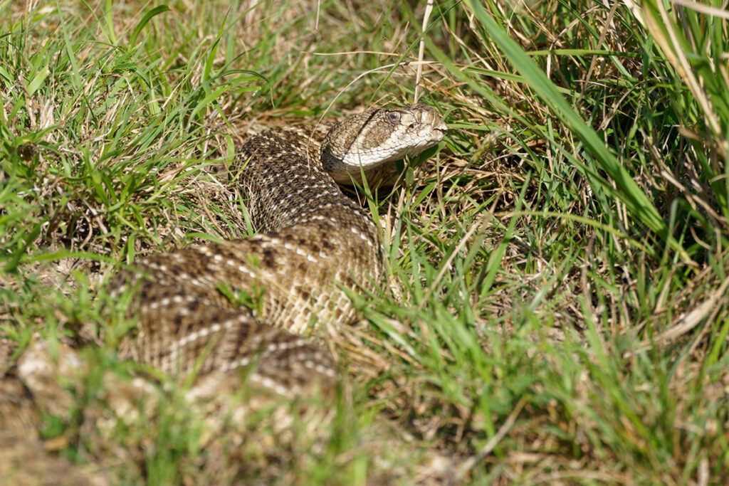 a large snake sunbathes in Laguna Atascosa, Texas