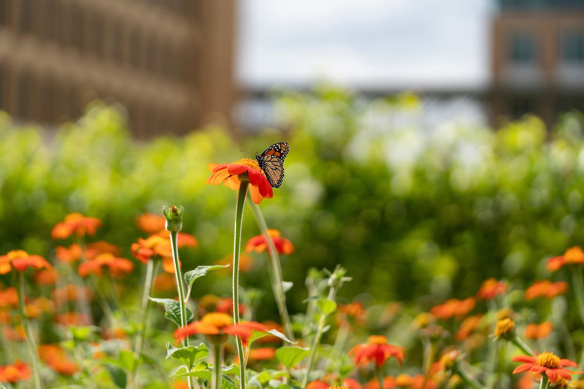 A monarch butterfly lands on an orange flower with other orange flowers below.