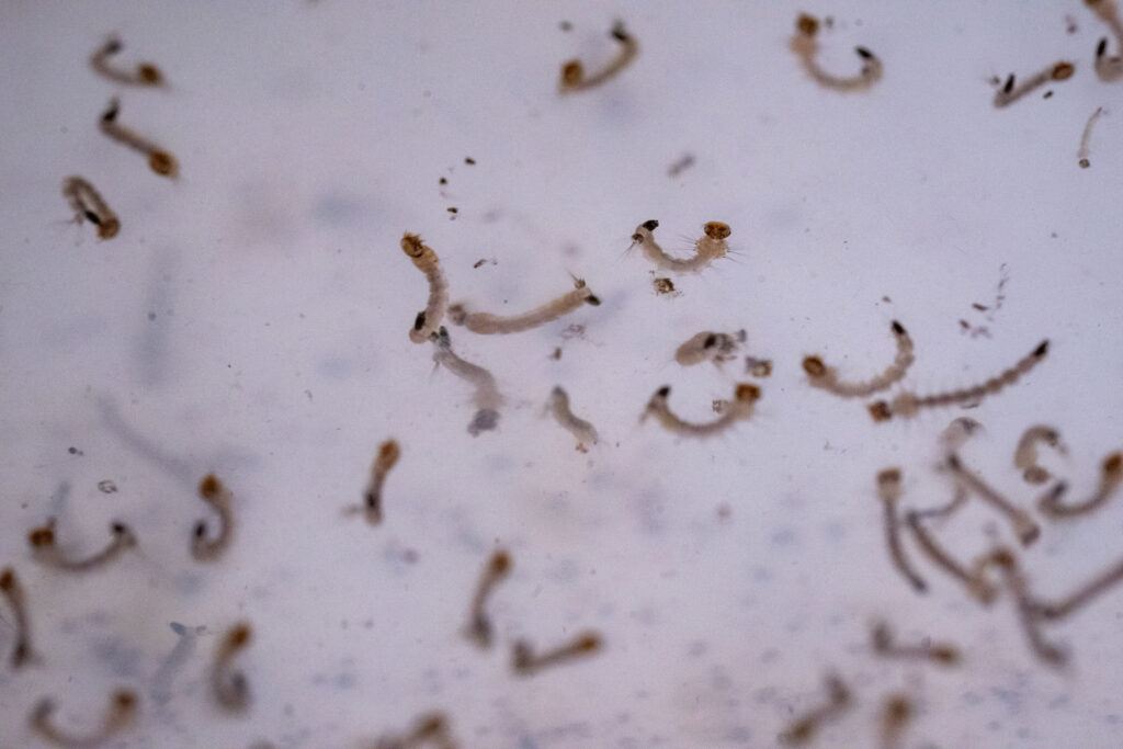 A close-up photo of mosquito larvae