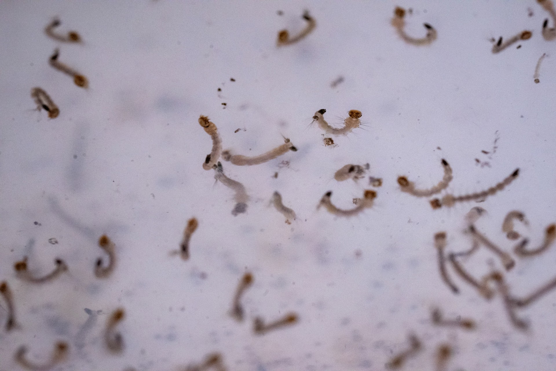 A close-up photo of mosquito larvae