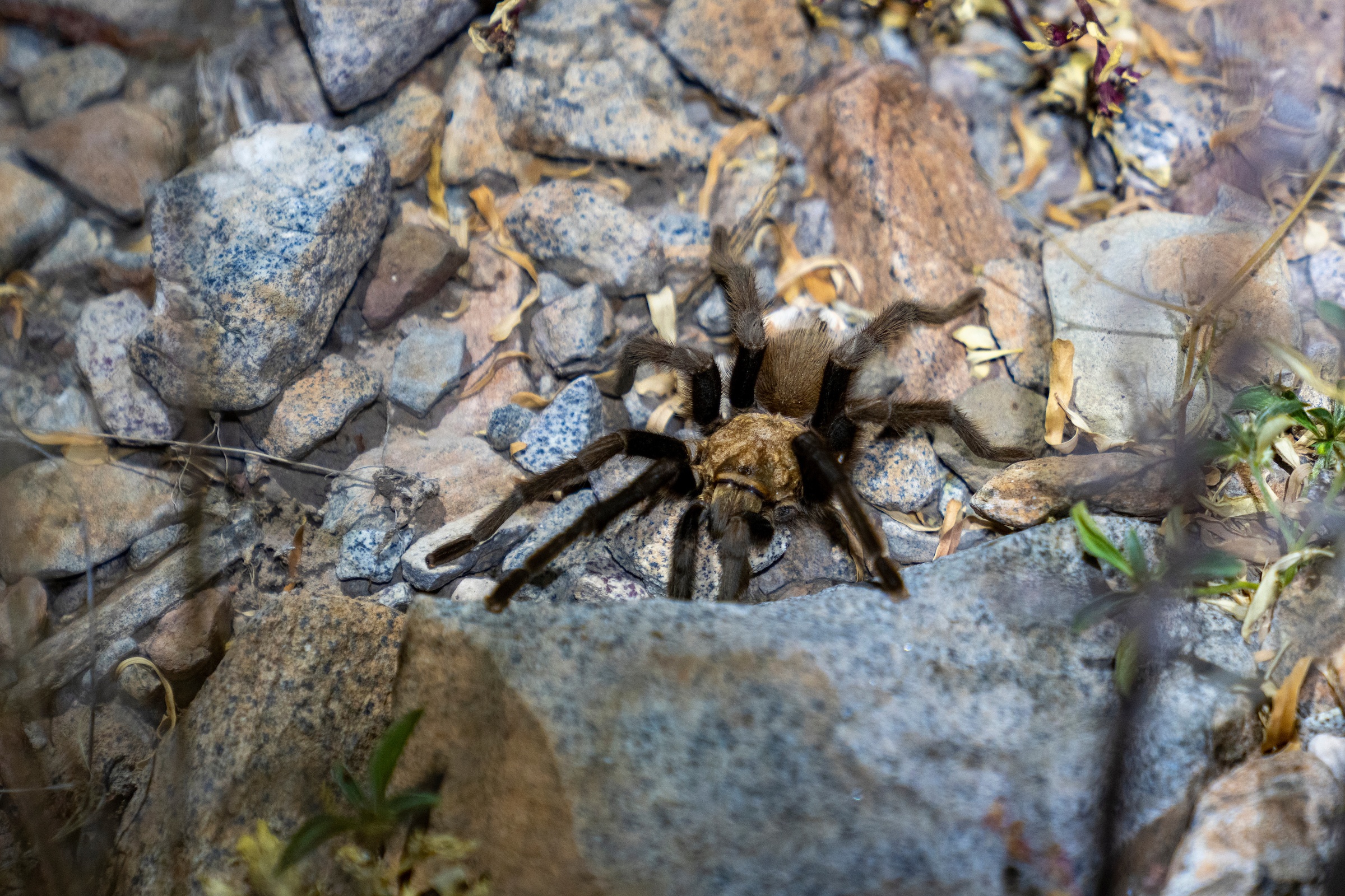 A tarantula crawling over rocks