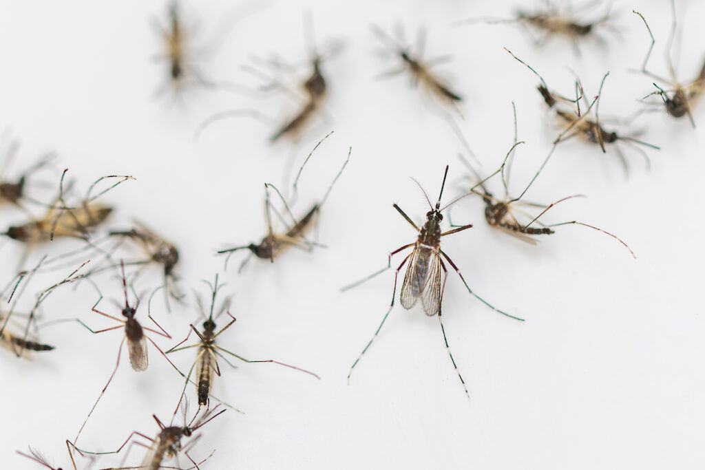 Overhead view of several adult mosquitoes against a white background