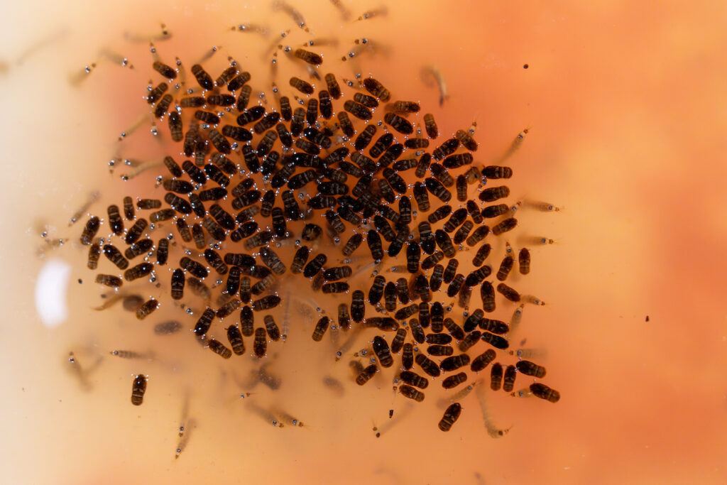 Mosquito pupae and larvae