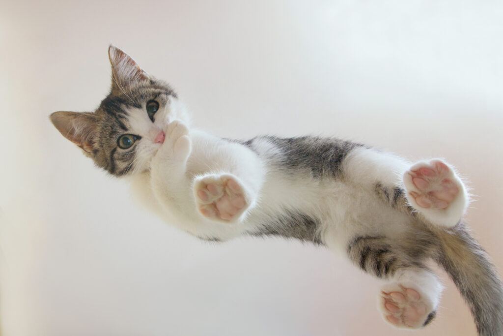 A cat looks down from above, standing with paws on the glass from an unusual angle.