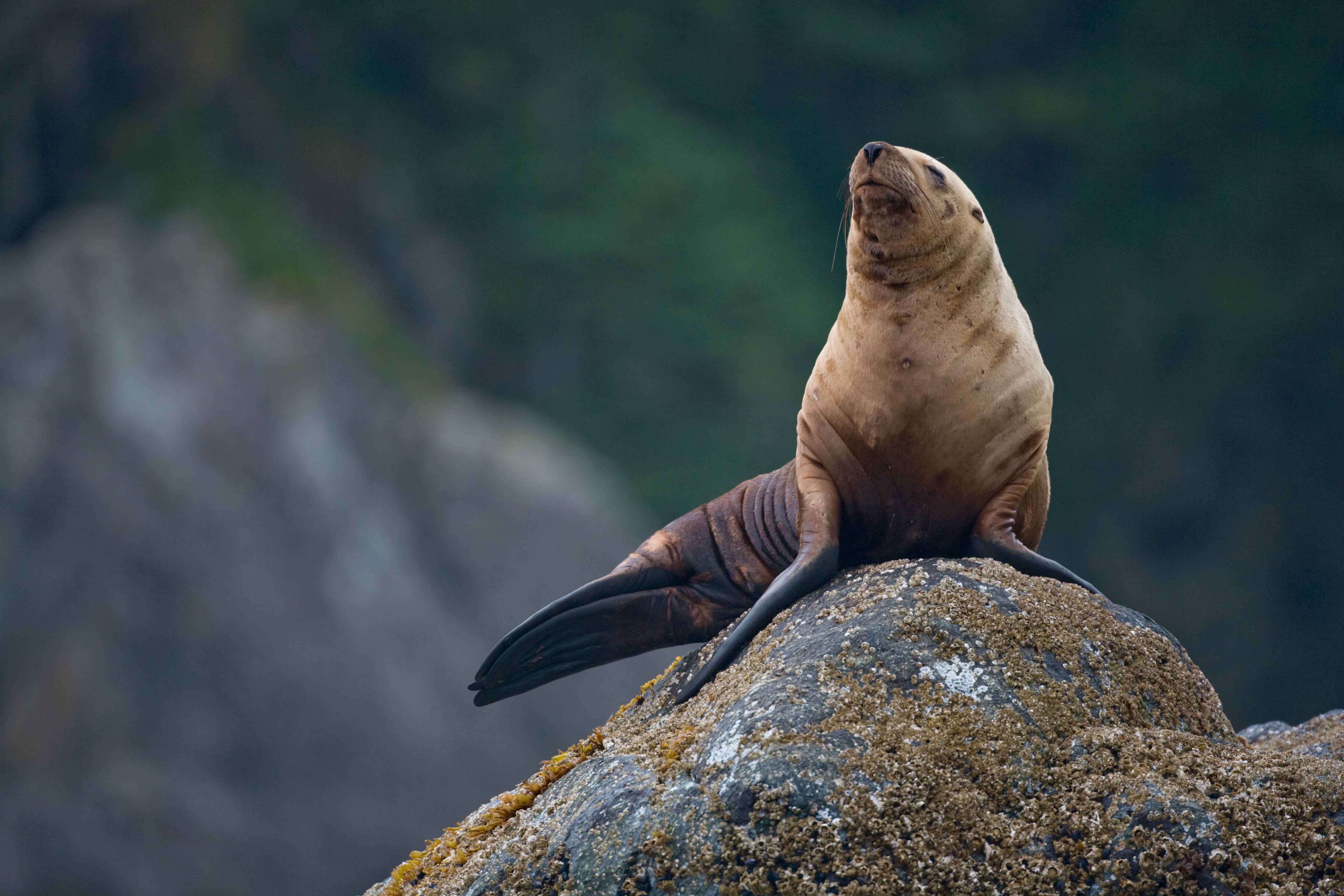 A Steller sea lion resting at haulout on Yasha Island in Frederick Sound.