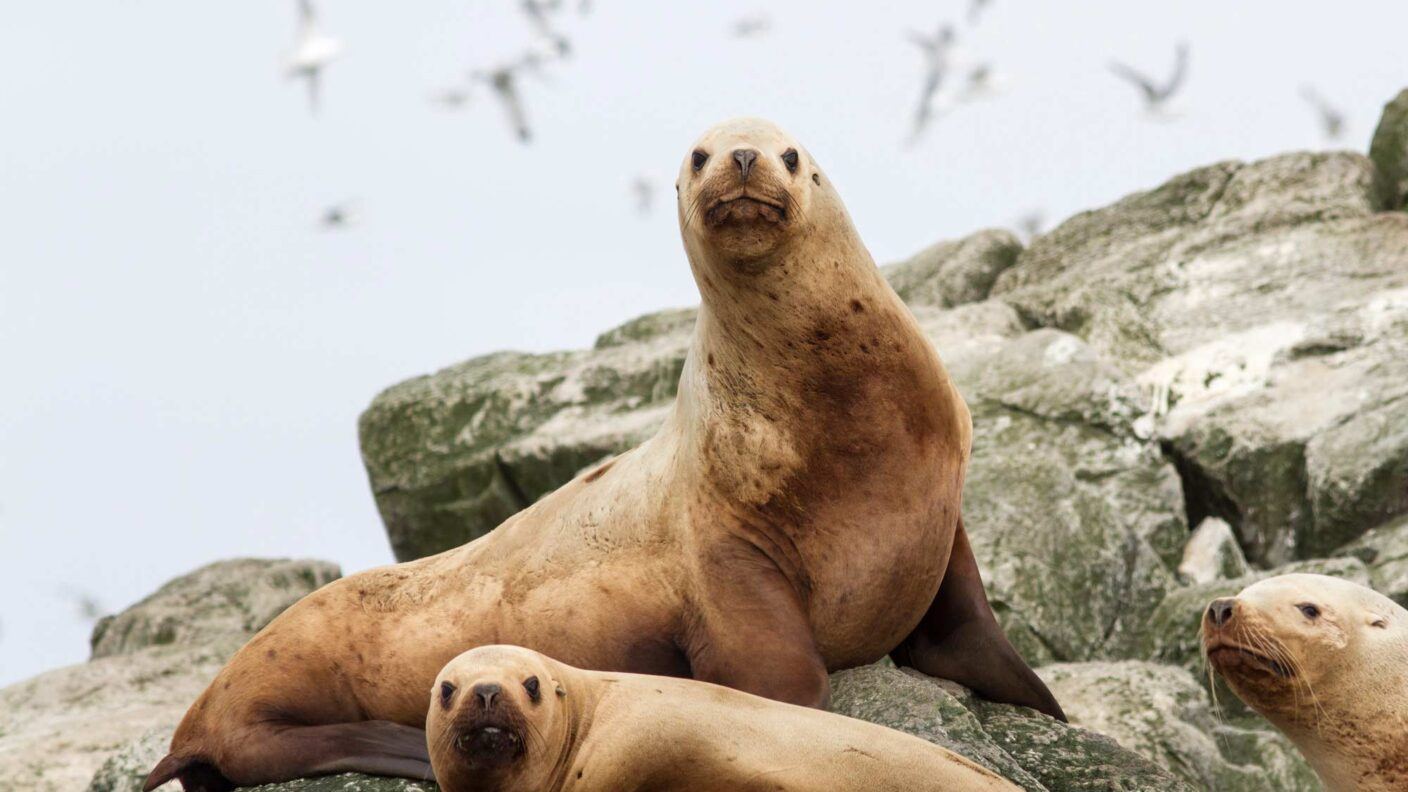 Steller sea lion on the rocks on a small island in the Pacific Ocean.