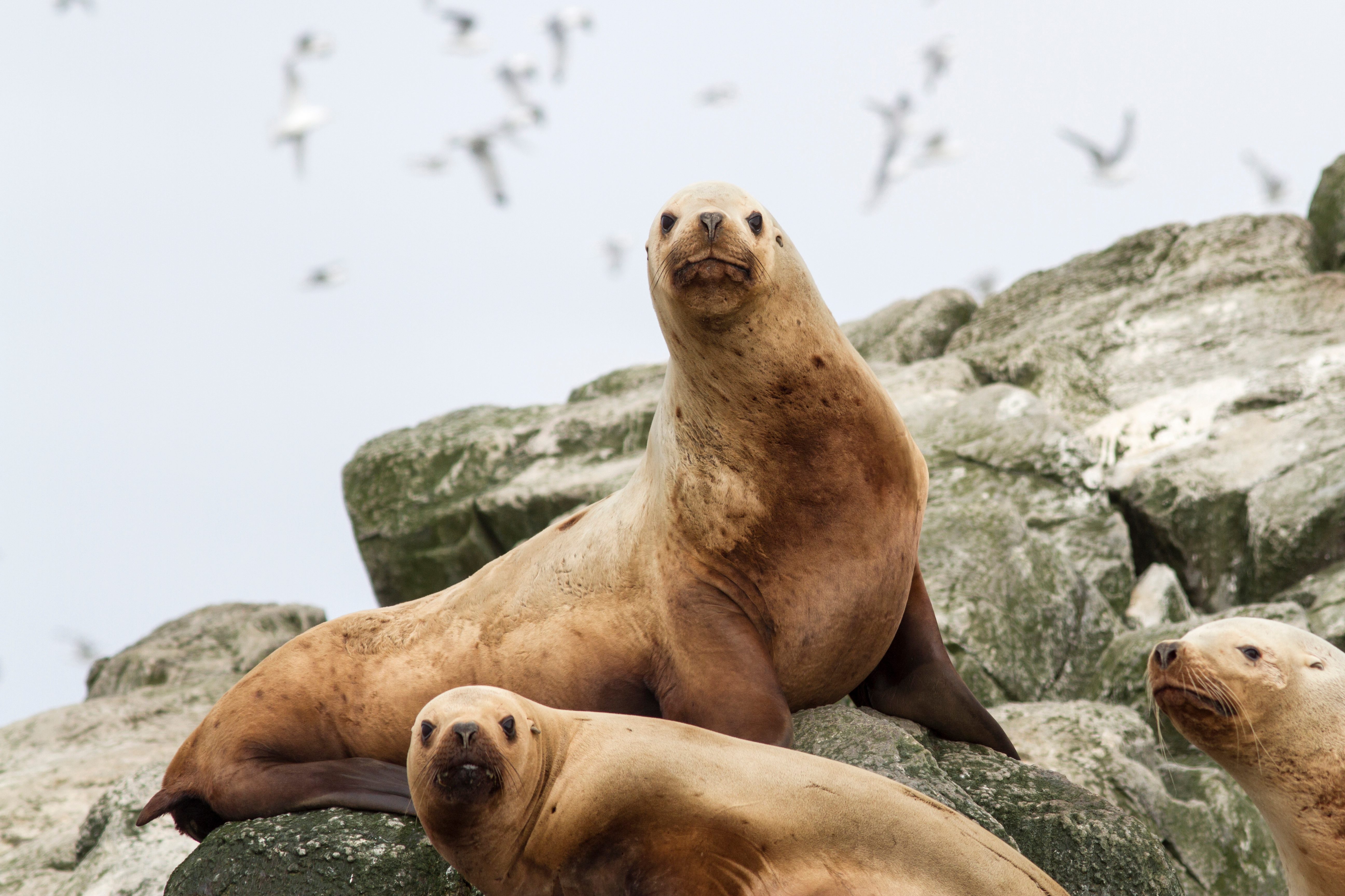 Steller sea lion on the rocks on a small island in the Pacific Ocean.