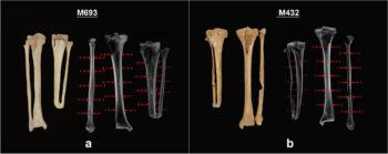 an image compilation showing the bones and respective x-rays of one subject (M693) on the left, and the other (M432) on the right