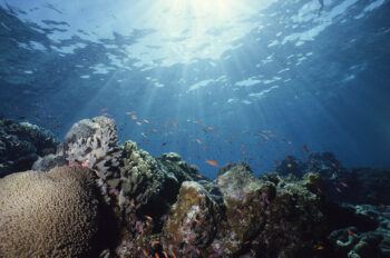 Close-up underwater shot of a colorful reef.
